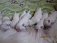 /album/pennut/img-2739-jpg/