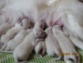 /album/pennut/img-2741-jpg/