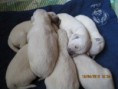 /album/pennut/img-2748-jpg/