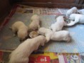 /album/pennut/img-2754-jpg/