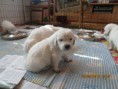 /album/pennut/img-2763-jpg/
