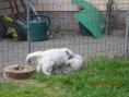 /album/pennut/img-2777-jpg/
